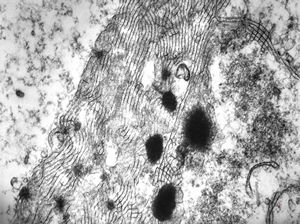 M,3m. | surfactant M,3m. | surfactant